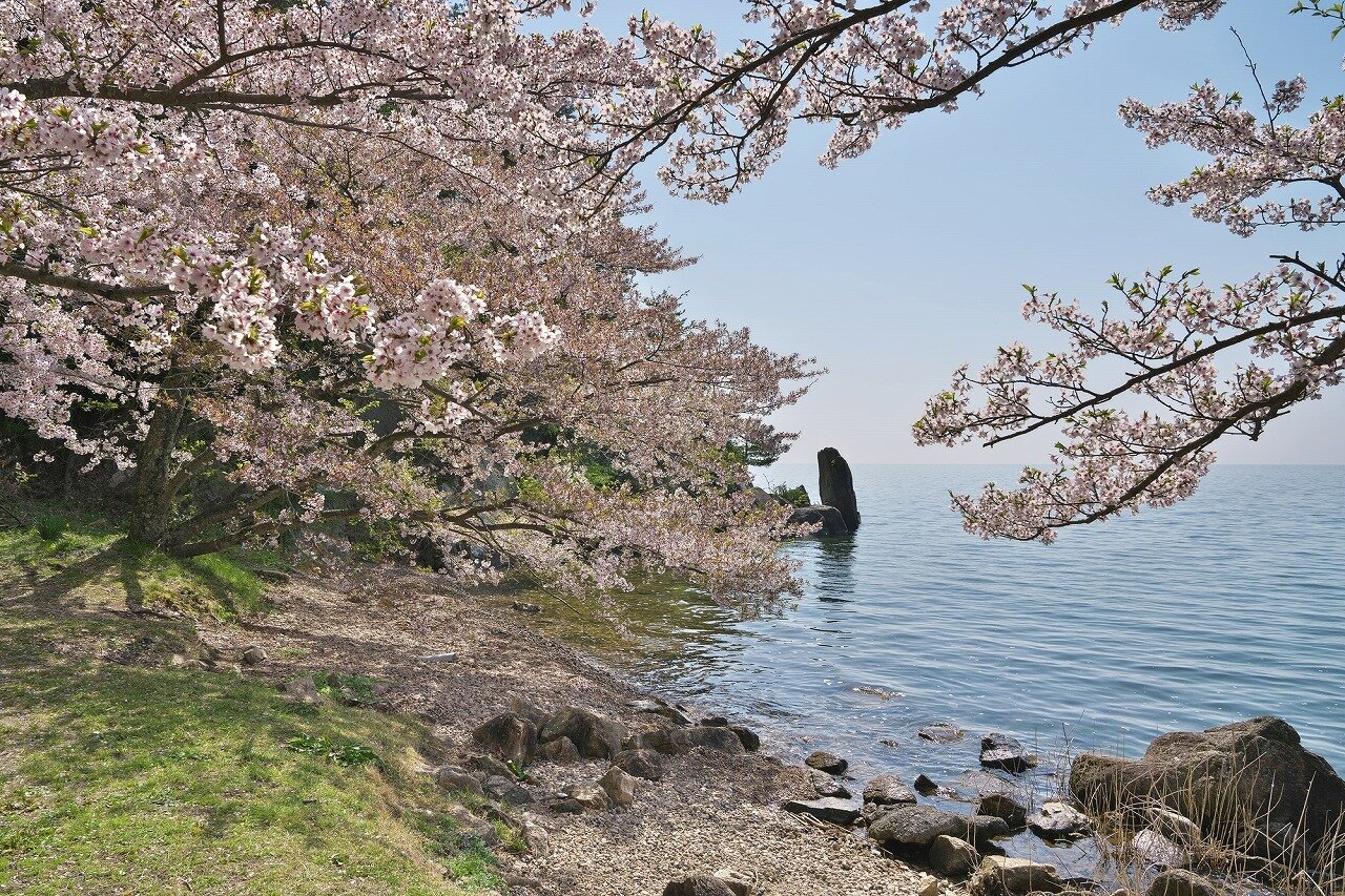 海津大崎 - Wikipedia