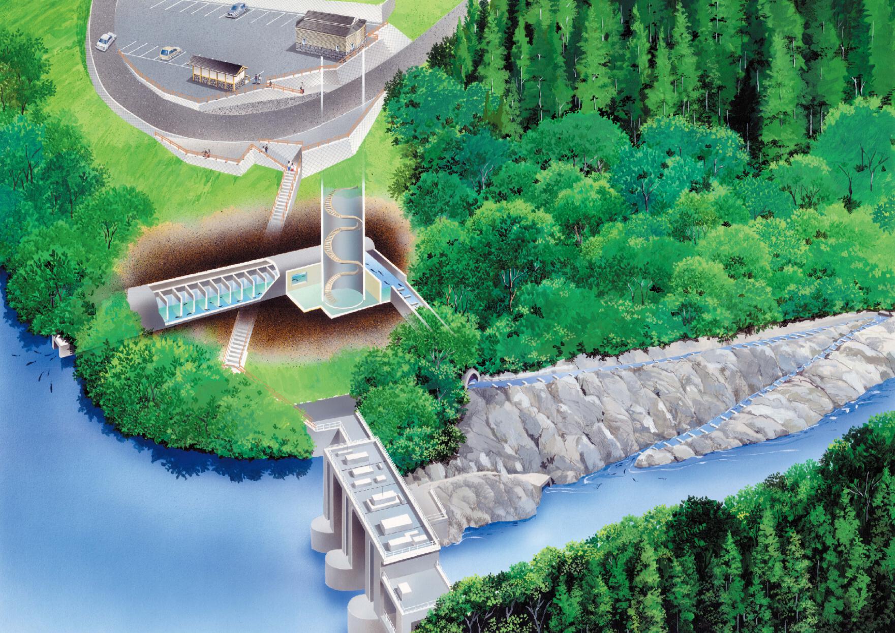 日本最大級の魚道である、白丸魚道を見学してきました。魚道奥多摩東京都白丸ダム白丸ダム魚道白丸魚道