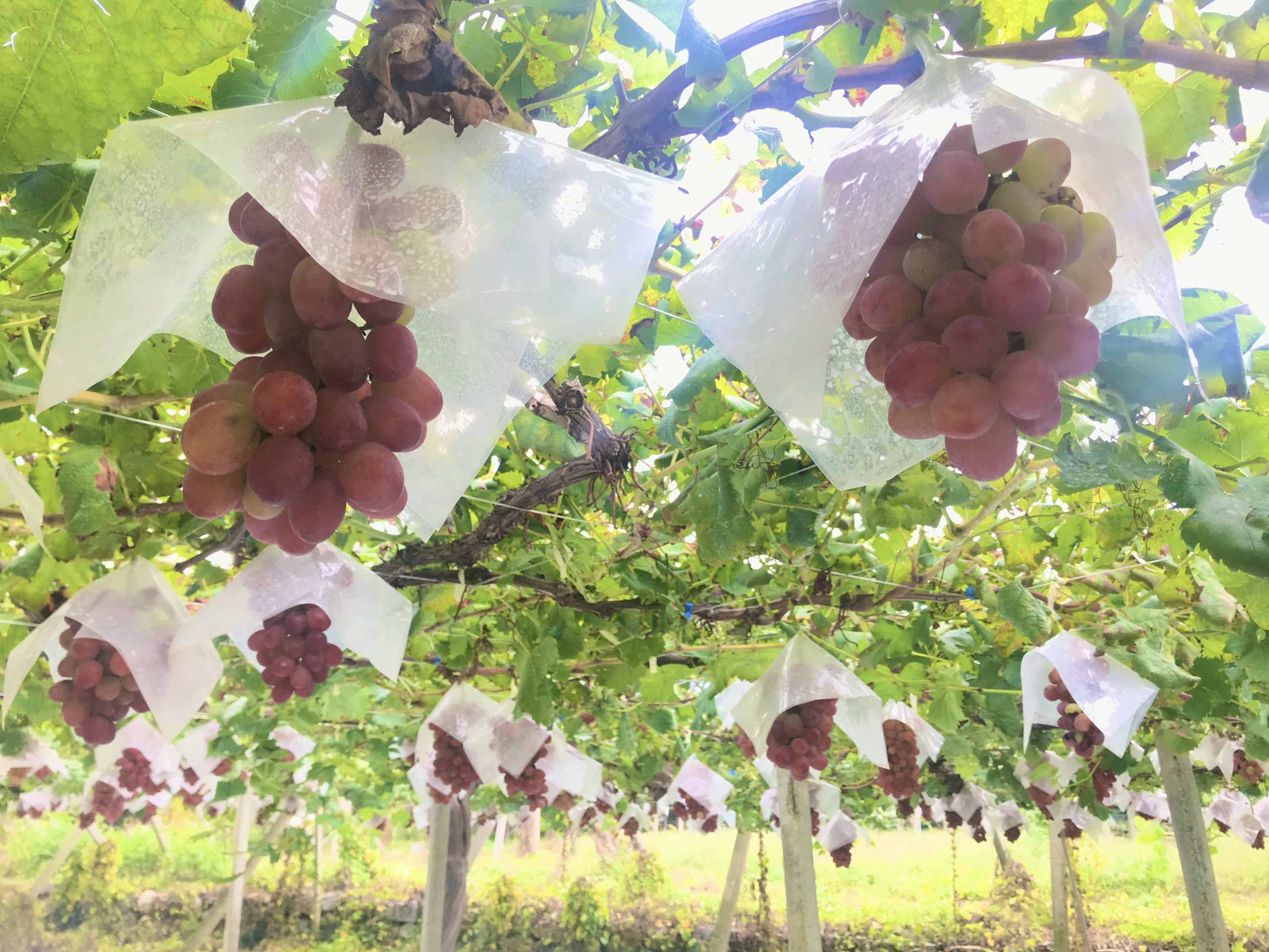 勝沼葡萄郷 古柏園