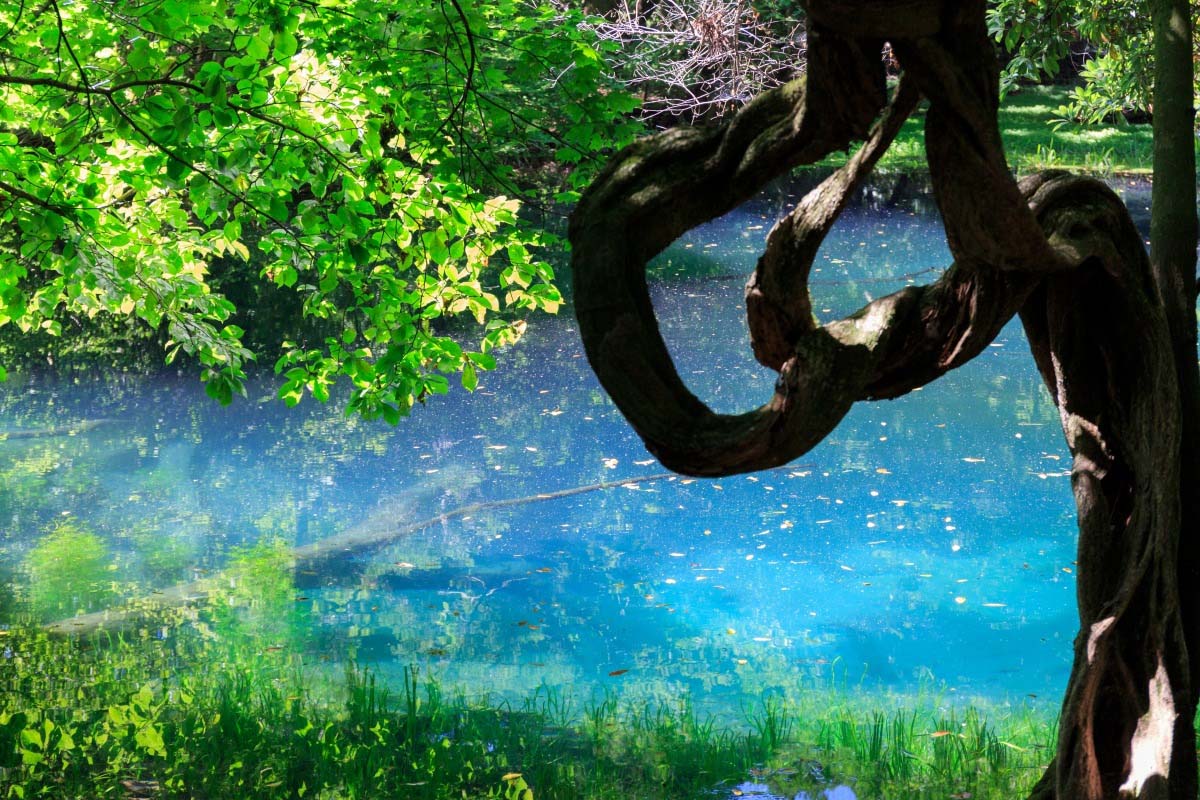 丸池様・牛渡川 -山形県 の詳細情報ことりっぷ