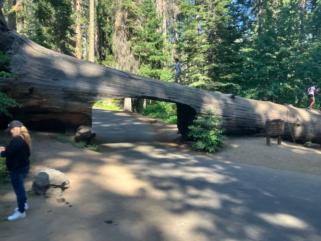 アメリカ セコイア国立公園』セコイア・ナショナル・パーク アメリカ