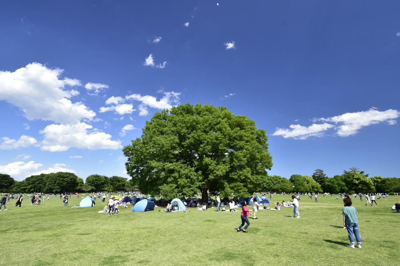 🍙 最新 東京都内でおすすめのピクニックができる公園・スポットTOP10！🍙気温も暖かくなりピクニックに最適なシーズンになりました🌷青空の下でお弁当を食べたり、読書したり、週末はのんびりと 過ごしてみてはいかがでしょう☺