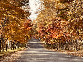 蓼科田舎暮らし ～晴耕雨楽～: 横谷観音展望台などの紅葉