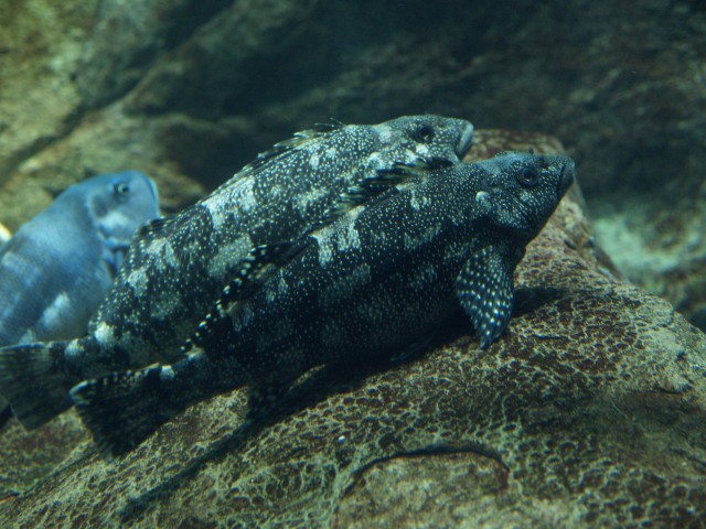 クック海峡 - Wikipedia