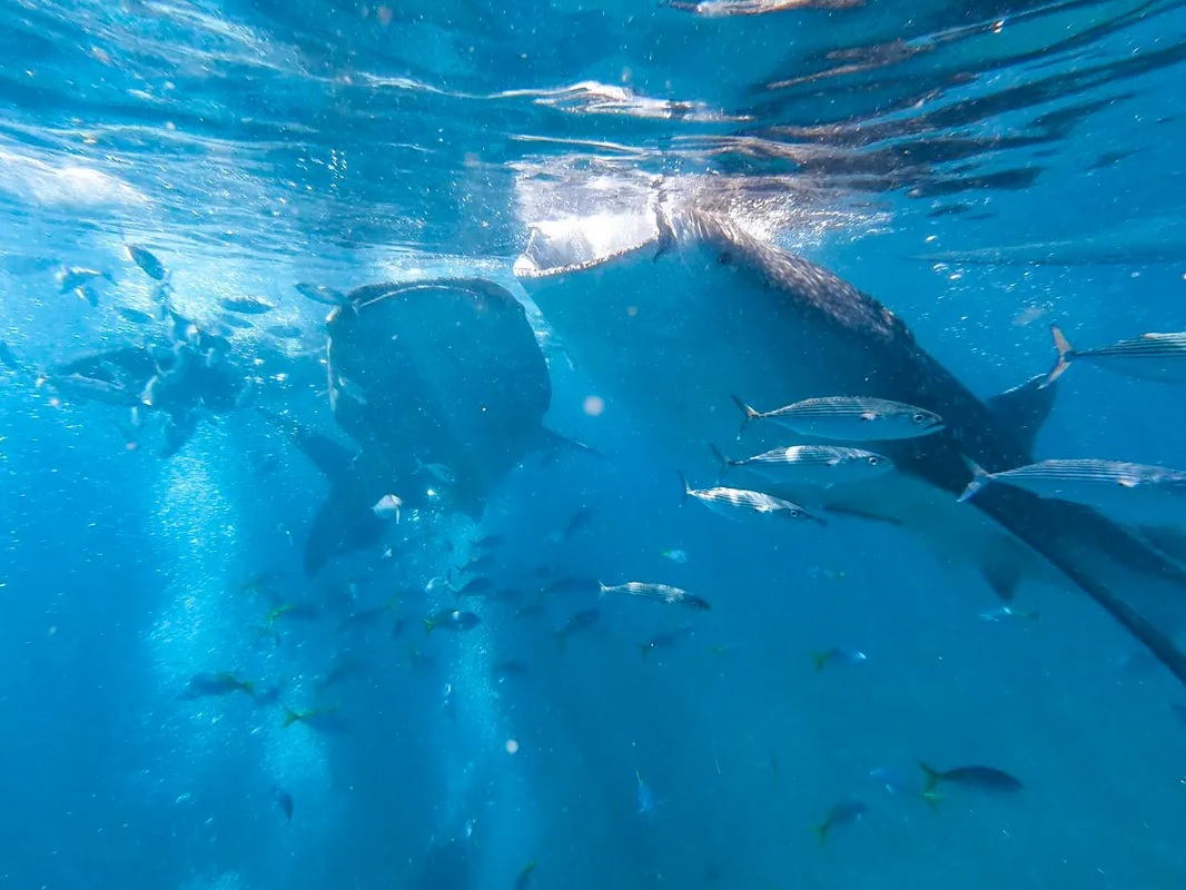 小学生から参加OK ジンベエザメシュノーケリング GoPro写真動画駐車場・温水シャワー完備