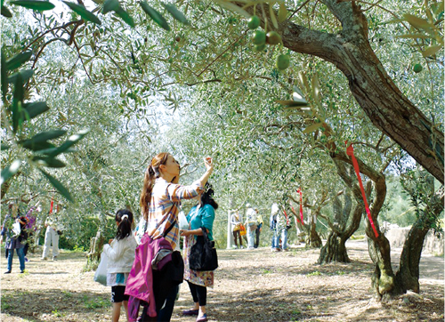 オリーブの島”ならではの体験！小豆島 小豆島オリーブ園 で「マイオリーブオイル」作りを。Hanako Web