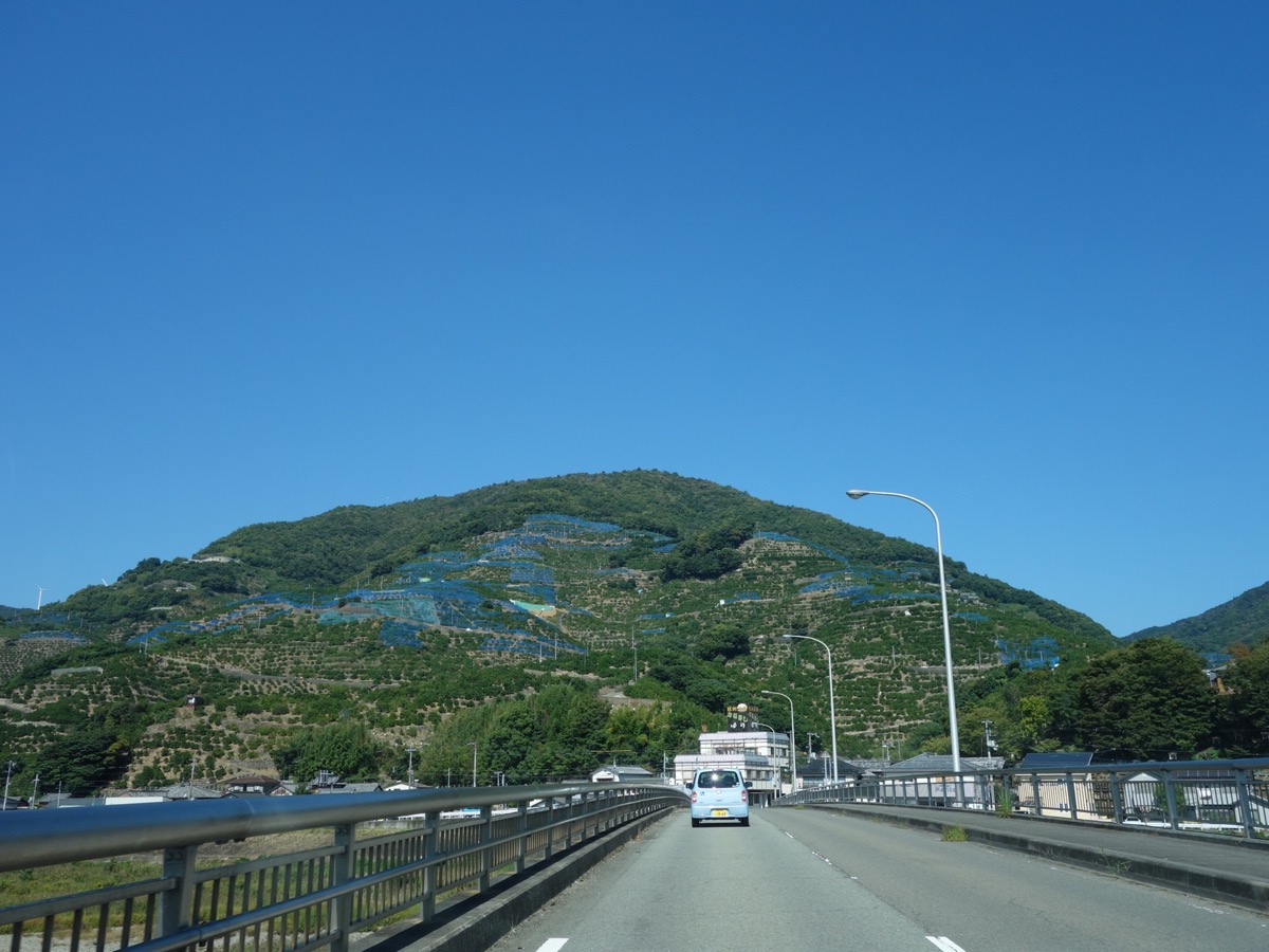 みかん畑を走る紀勢本線の115系普通電車 25668001606 の写真・イラスト素材アマナイメージズ