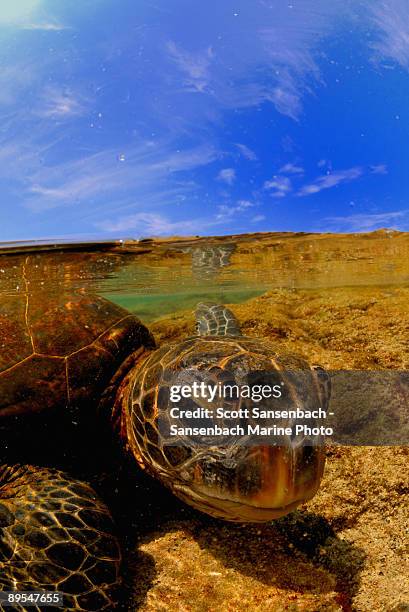 UM：合衆国領有小離島恋のビタミンＸ