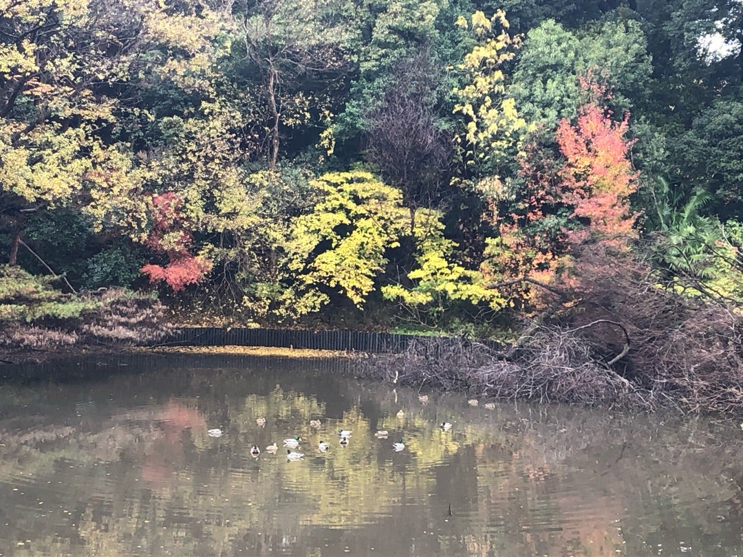 パワースポットへ♪明治神宮の清正井、亀の石、さざれ石へ行ってきました手タレが伝えるふっくら美しい手肌になるハンドケア