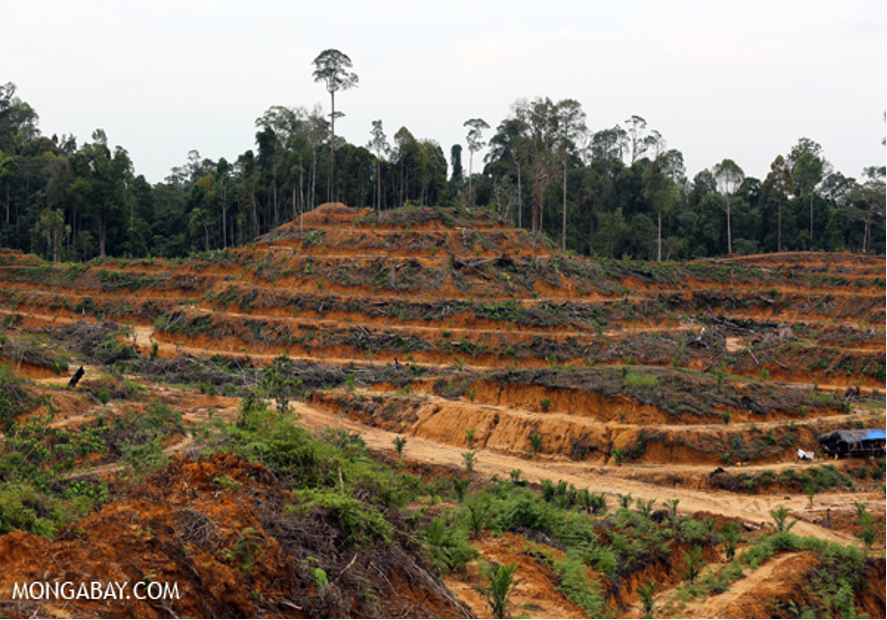 プランテーション - okke