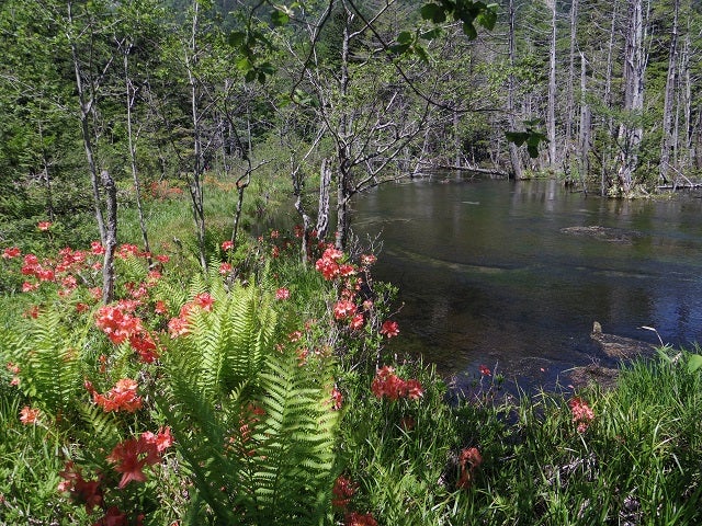 ショウキラン - 上高地 -