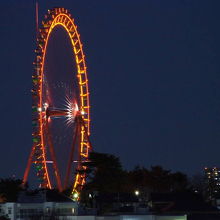 歳末レッサーパンダ詣とイルミネーションで良い年を願う ３ 西武園ゆうえんちのイルミージュは花鳥風月のファンタジーカラーの光の森』所沢 埼玉県 の旅行記・ブログby