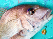 お客様へ, 僕怒ってないですからね❗, マグロ見ると興奮しちゃうんです🤣🐟️,この前の動画が音声とテロップ付きで送り返されたので載せときます！笑,南房総,和田漁港