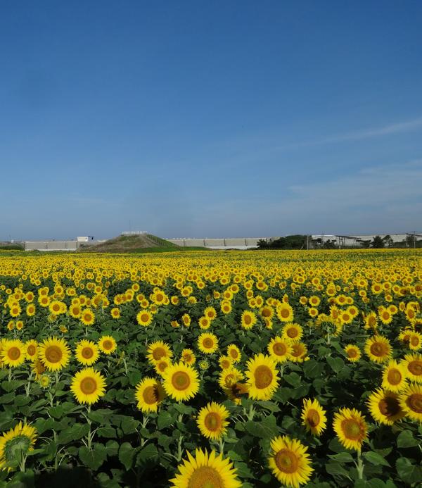 柳川ひまわり園 クチコミ・アクセス・周辺情報柳川・大川 -