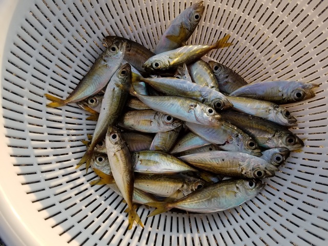 五目釣りの季節到来 富山市・水橋フィッシャリーナ：中日スポーツ・東京中日スポーツ