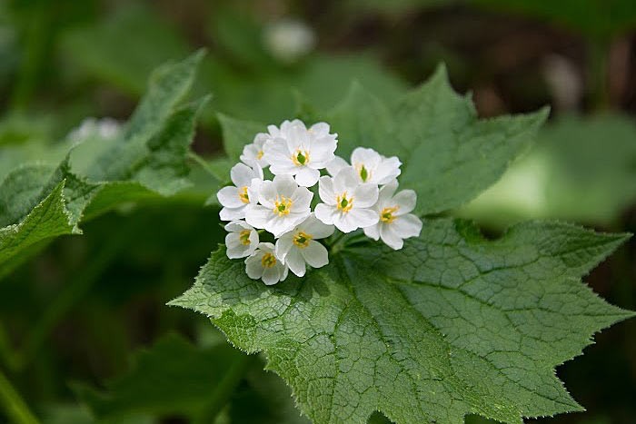上高地へショウキランに逢いに？ - 気ままに菓子作り