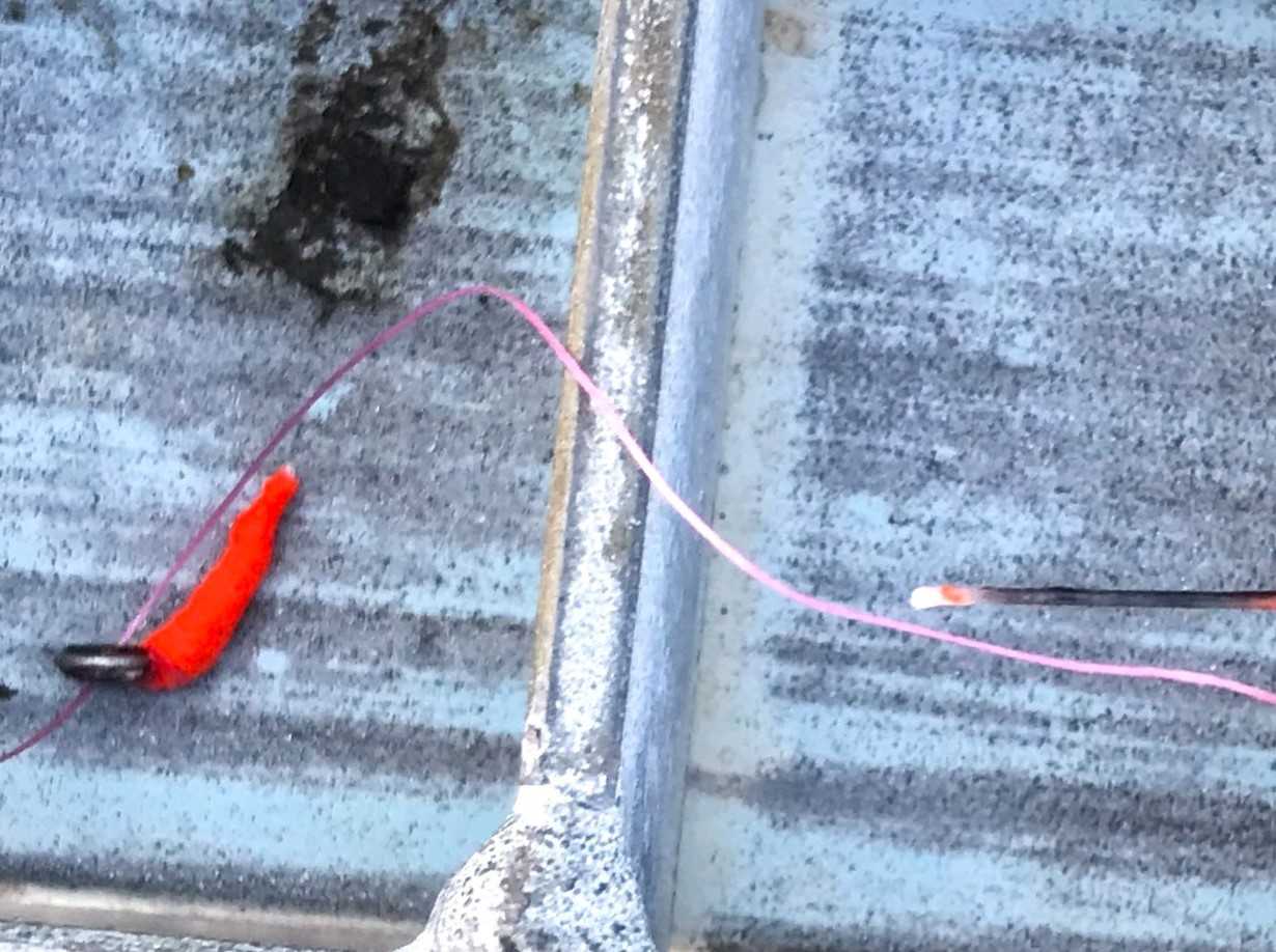 鶴見川 ハゼ釣り神奈川 神奈川淡水・管理釣り場釣果情報サイト カンパリ