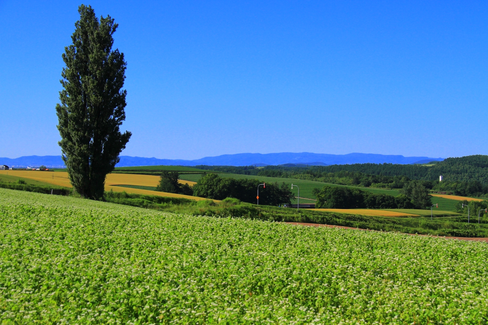 ケンとメリーの木 クチコミ・アクセス・周辺情報 12ページ目美瑛 びえい-