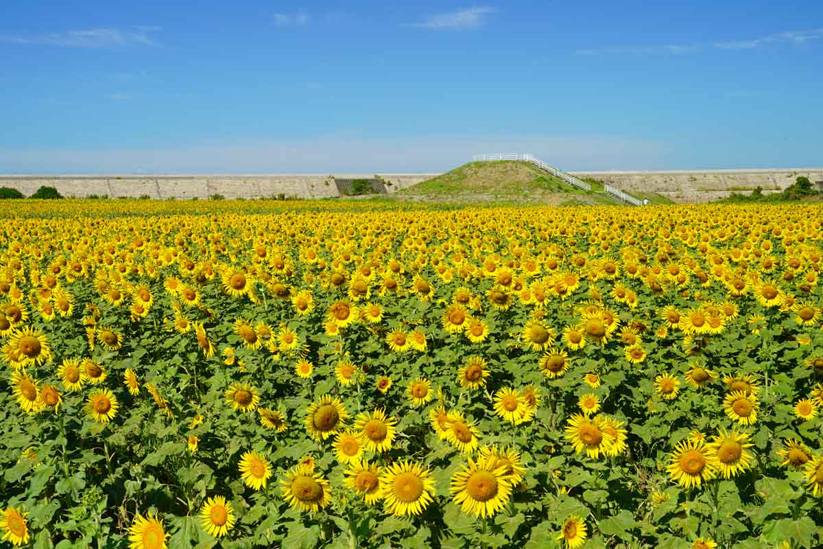 柳川ひまわり園イベント公式 福岡県の観光 旅行情報サイト「クロスロードふくおか」