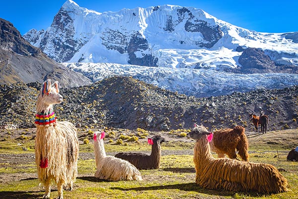 馬丘比丘省錢攻略用不到100美金自助遊馬丘比丘 含庫斯科到馬丘比丘交通、門票- 莎去哪了