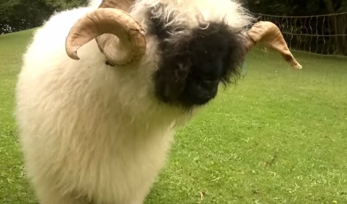 🇨🇭 会えるといいなぁと思っていたスイスに生息する ヴァレーブラックノーズシープ🐏🐏🐏ドイツ語でシュバルツナーゼお顔が真っ黒！よーーく近づいて見たらちゃんと目も鼻も🐑 世界でいちばん可愛い羊と言われているだけあり