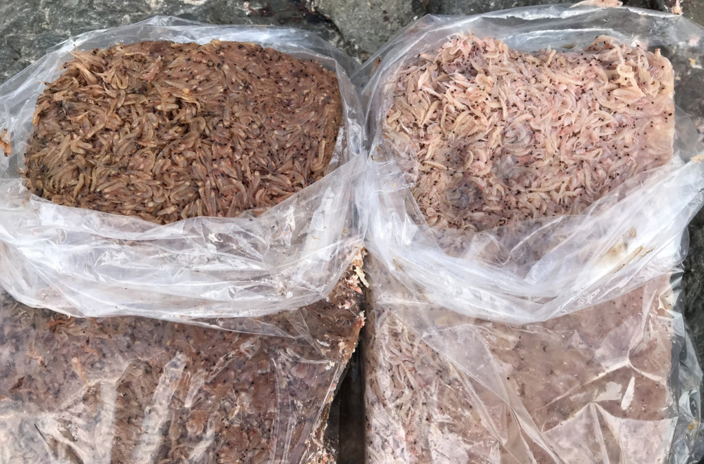 釣った魚の保存方法は？持ち帰り方や鮮度を保つコツを紹介！みんなのレシピも♬FUNC ファンク- 釣りガール&女性アングラーのための釣り