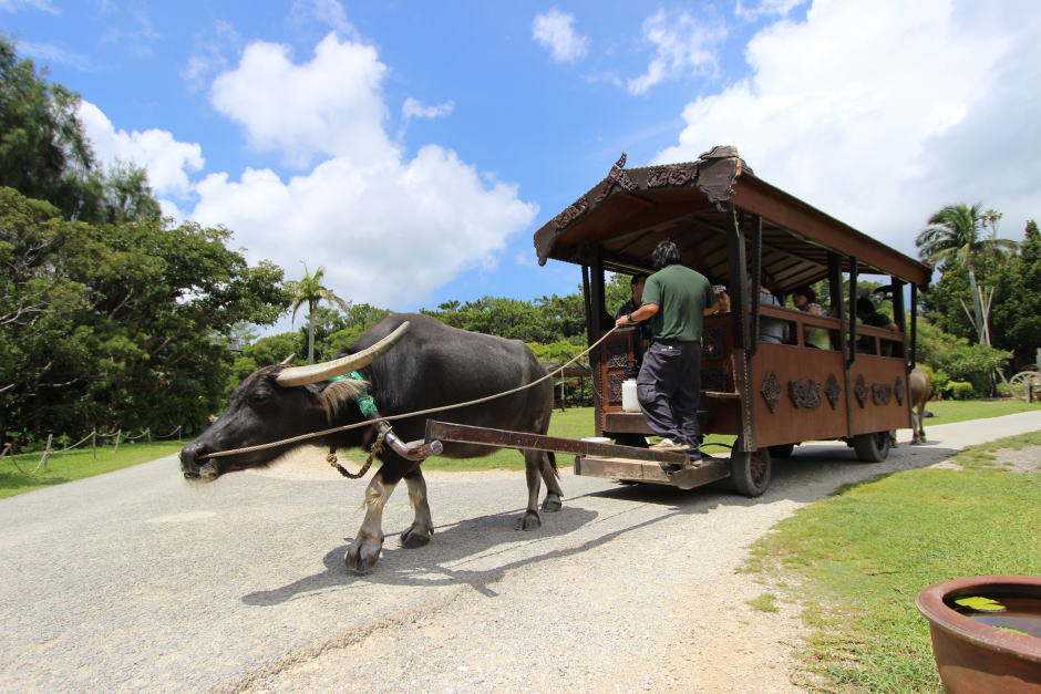 沖縄本島では珍しい水牛車でのんびり園内散策』 ビオスの丘子供とお出かけ情報「いこーよ」