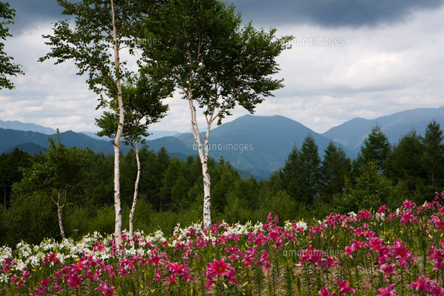 ハンターマウンテンゆりパークフォトライブラリ 公式 日光市の観光サイト 日光旅ナビ