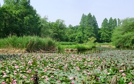 善福寺公園 －杉並区 １－ :