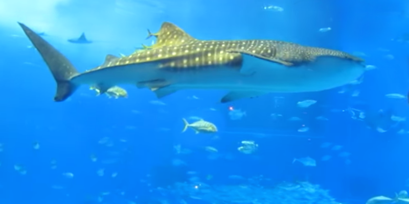 沖縄ではジンベエザメと泳げるんです😂 網の中にいるサメですが、 近くに泳いで来てくれるので迫力は抜群です🦈