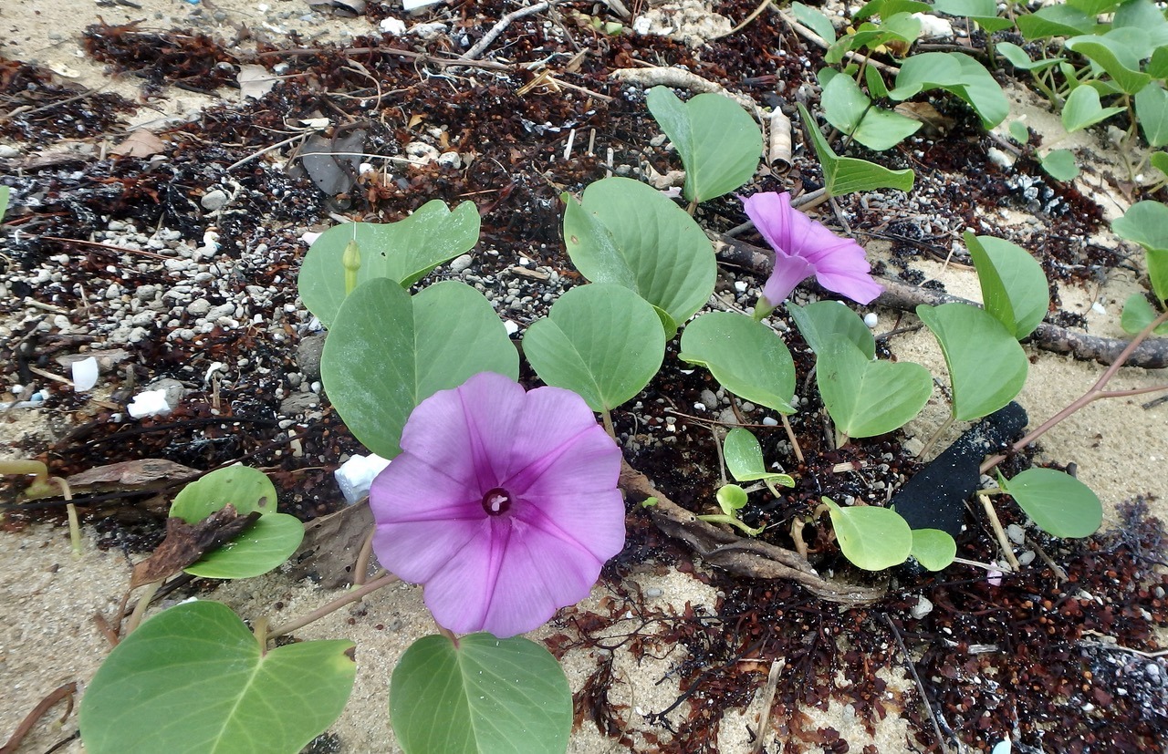 強烈な南風が続いたカーチバイ期間はマングローブ河川と純淡水域河川を攻めまくり🐟特に数年ぶりにエントリーできるようになった純淡水域河川ではオオクチユゴイ がたくさん遊んでくれましたꉂꉂ ¯ᗜ¯艸