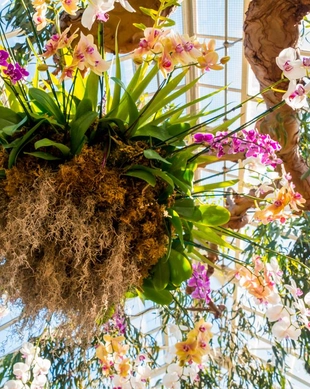 2024年 ニューヨークボタニカルガーデンのホリデートレインショー NY植物園、ブロンクス、ミニチュアニュージャージー駐妻LIFE