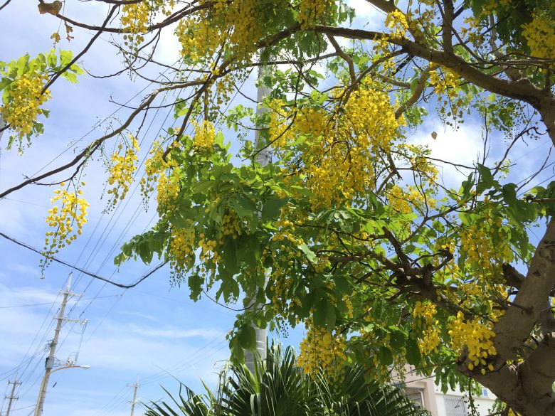 ゴールデンシャワー ナンバンサイカチ の花と実。: 亜熱帯でとんぼ玉作り