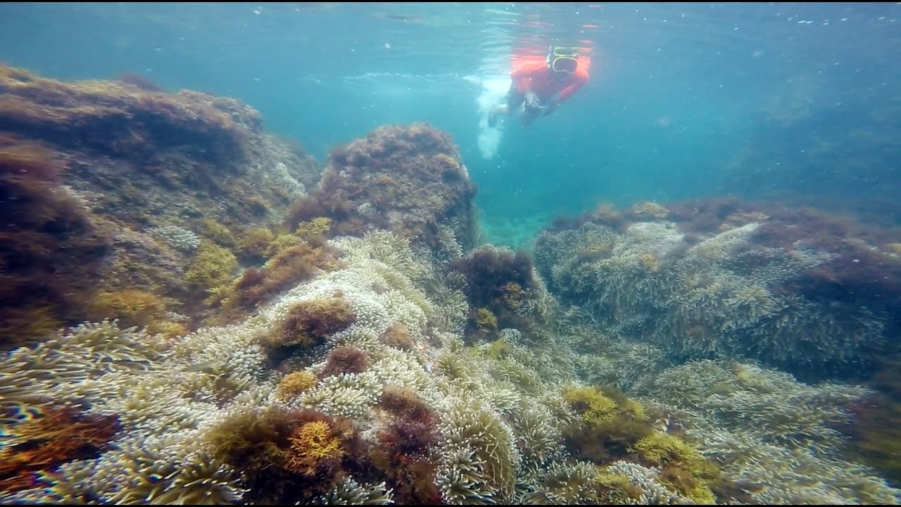 子どもも初心者もOK！『西湘シュノーケリング教室 真鶴ビーチコース』は、家族で楽しめる！mamamoana ママモアナ 湘南