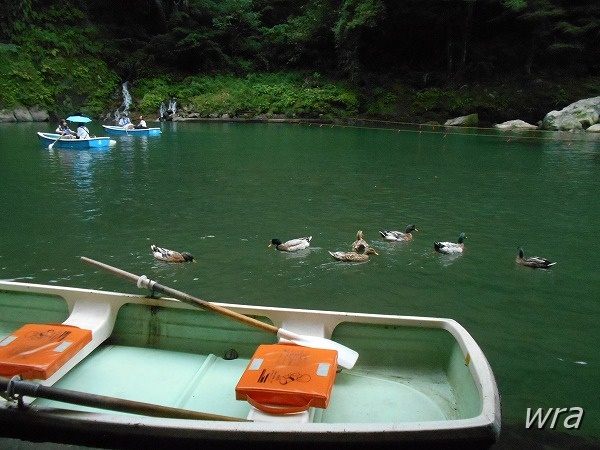 熊本 菊池渓谷 ボートTikTok