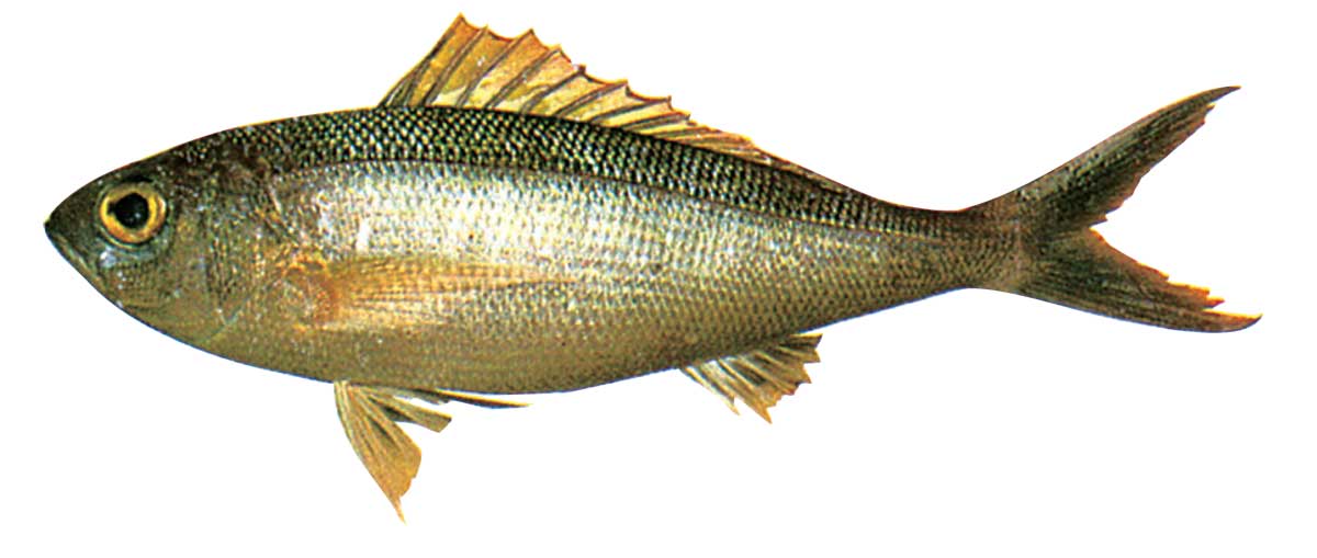 クセ強っ 沖縄の道の駅で「聞いたことがない名前の魚」ぜ〜んぶ食べてみた今日は『道の駅の日』ロケットニュース24