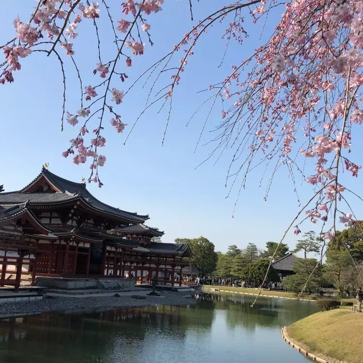 春におすすめの国内旅行！ 五感いっぱいに春を感じる旅へ！びゅうトラベル JR東日本