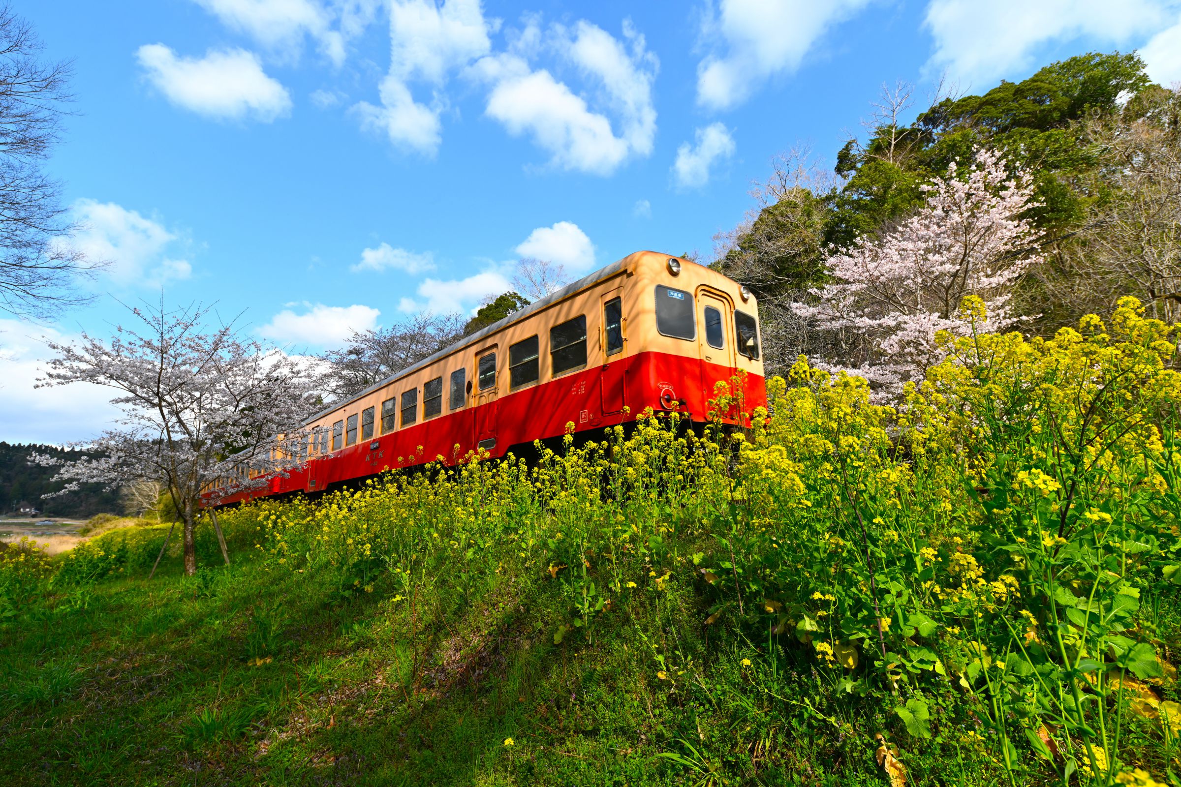 小湊鉄道 上総大久保駅の桜 2025 -
