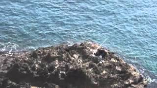 串本大橋の下で！ともニャン汰のブログ