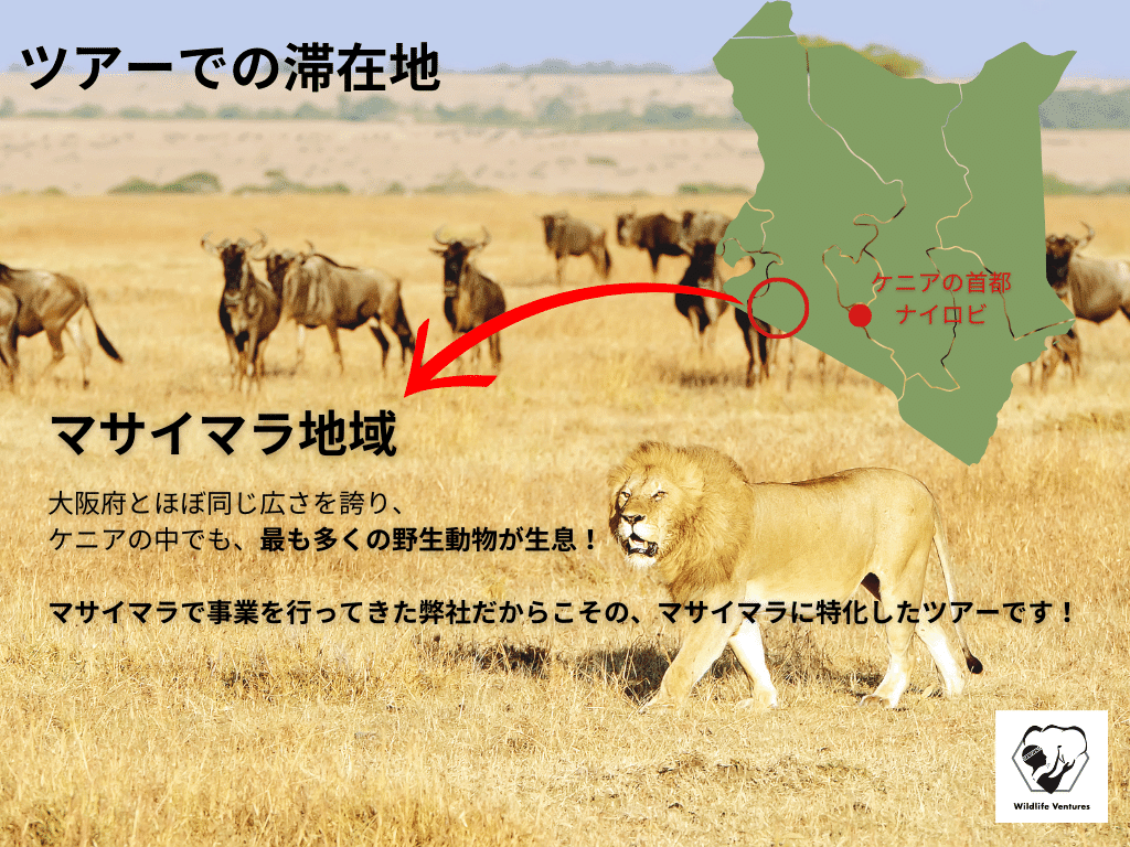 アフリカ・ケニアで「野生動物とマサイの世界に暮らす」〜サバンナツアーのご紹介！〜 - Africa Quest.com