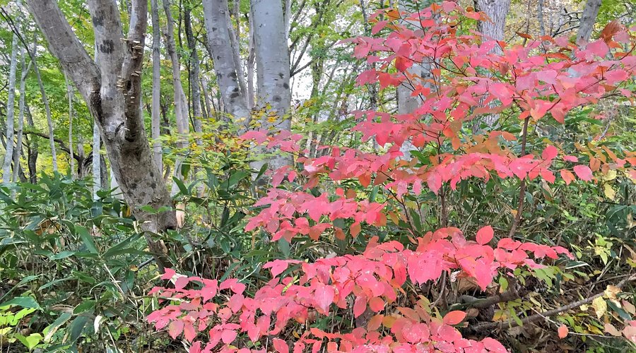 蒜山大山スカイライン旅サラダPLUS 観光・お出かけSPOT