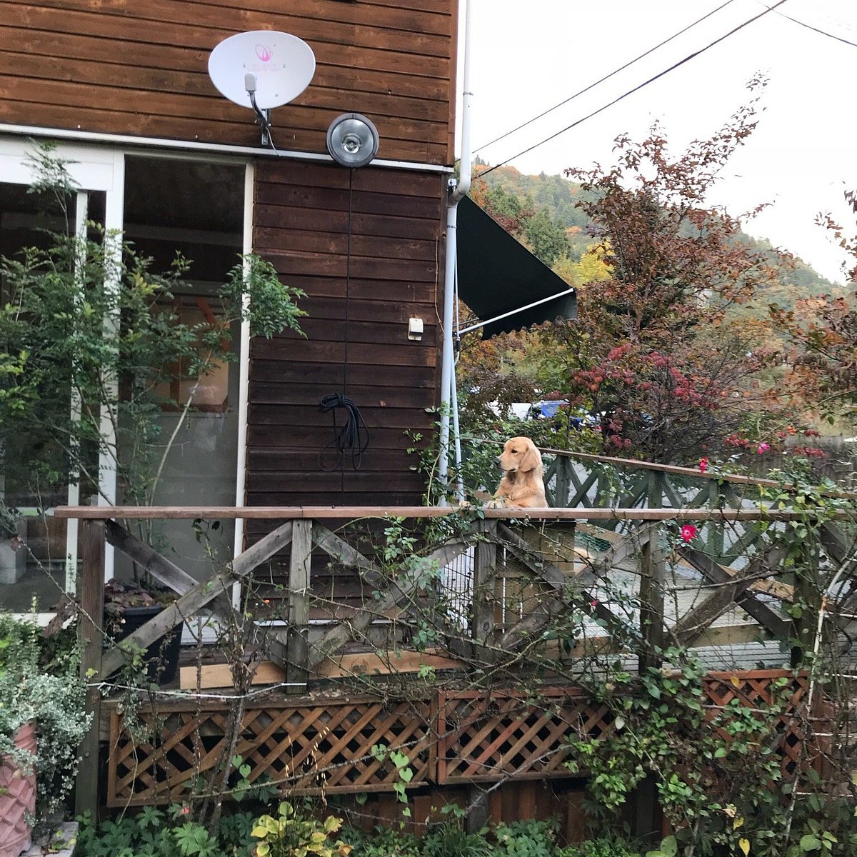 朝ねぼうファミリーに新しく仲間が加わりました。 5ヶ月の女の子「シェリ」です。まだトキトとステラが亡くなって間もなかったため新しい子を迎えることは非常に悩みましたが、 ちょうど犬仲間の知り合いからシェリのことを教えてもらい、２頭になって少し寂しそうに