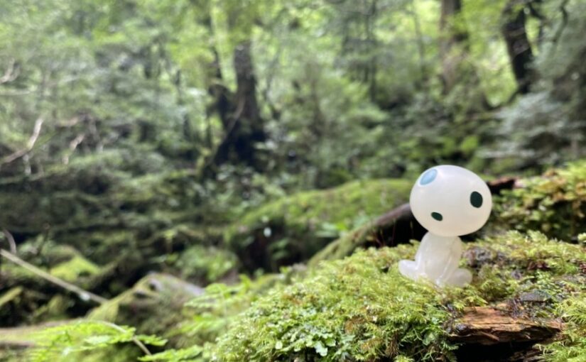 鹿児島から屋久島フェリー完全ガイド！所要時間・料金・予約のコツを徹底解説屋久島アクティビティ