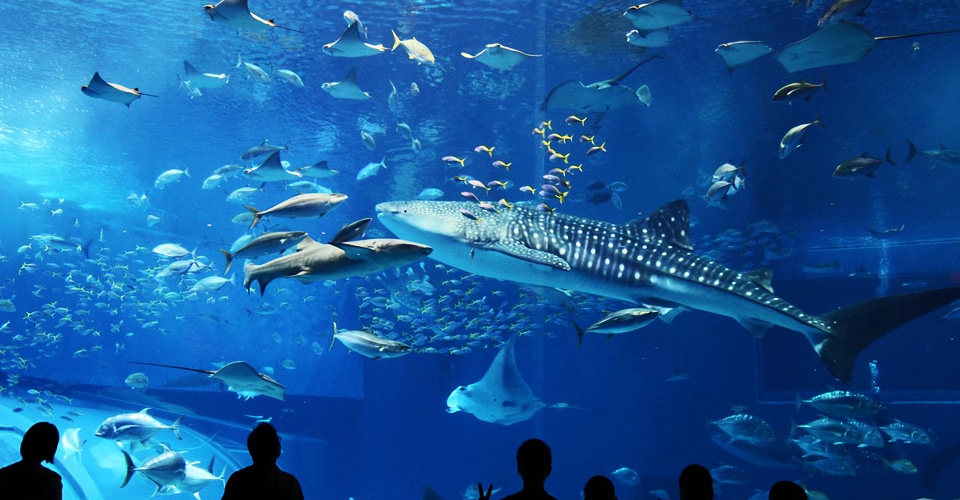 16,600点を超える沖縄 観光のストックフォト、写真、そしてロイヤリティフリーの画像 - iStock沖縄