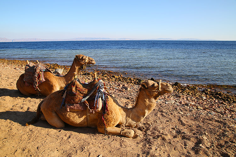 ダハブ ダハブでのダイビングの記録！日本人インストラクター在籍のオススメダイブセンターも紹介！いのこうの世界一周ダイアリ