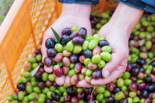 体験スペース ラボレア小豆島オリーブ園