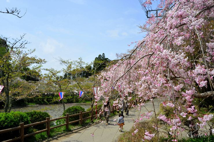 神田川桜並木 Cherry Blossoms in kandagawa東京観光をタクシーで楽しむためのポータルサイトTokyoDrive