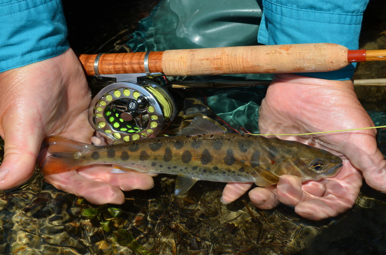 放流情報 栃木県の各漁協で釣り人向けの放流が行われます 9