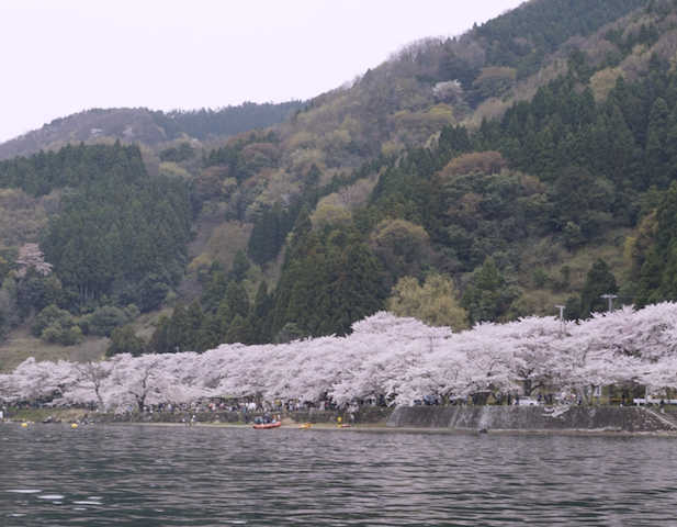 しが旅のススメ＞桜スポット3選＝高島市 海津大崎・風車街道・朽木：中日新聞Web