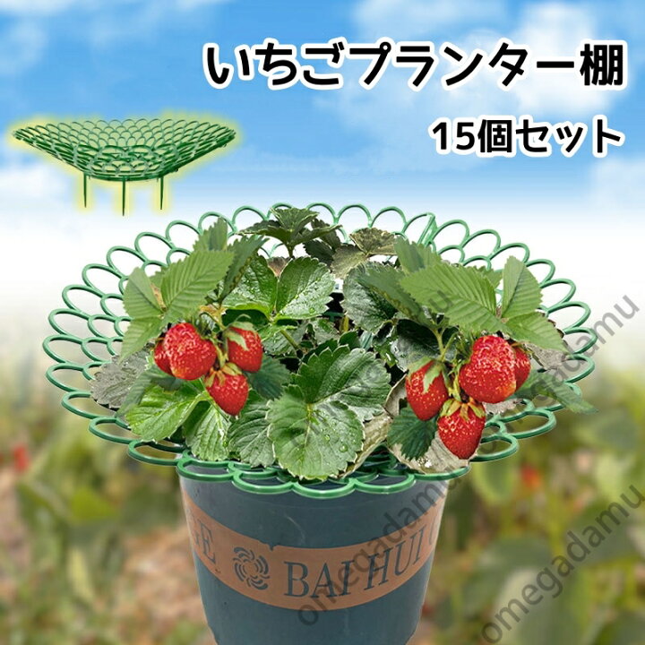 100均で家庭菜園デビュー！セリアのいちごポットで秋植え栽培にチャレンジ@DIME アットダイム